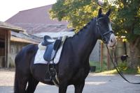 Vente de cheval : Loch Ness