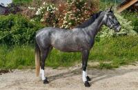 Vente de cheval : Rumba de luze