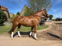 Vente de cheval : Idee Lumineuse