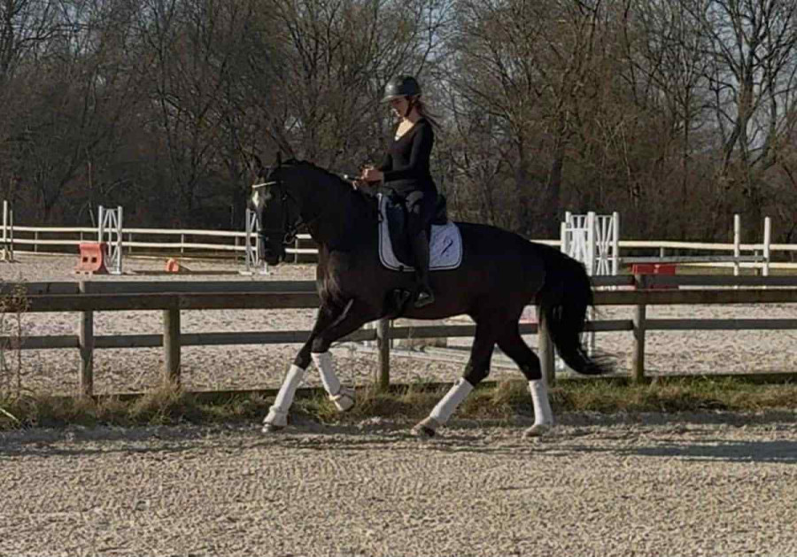 Vente de cheval : joule