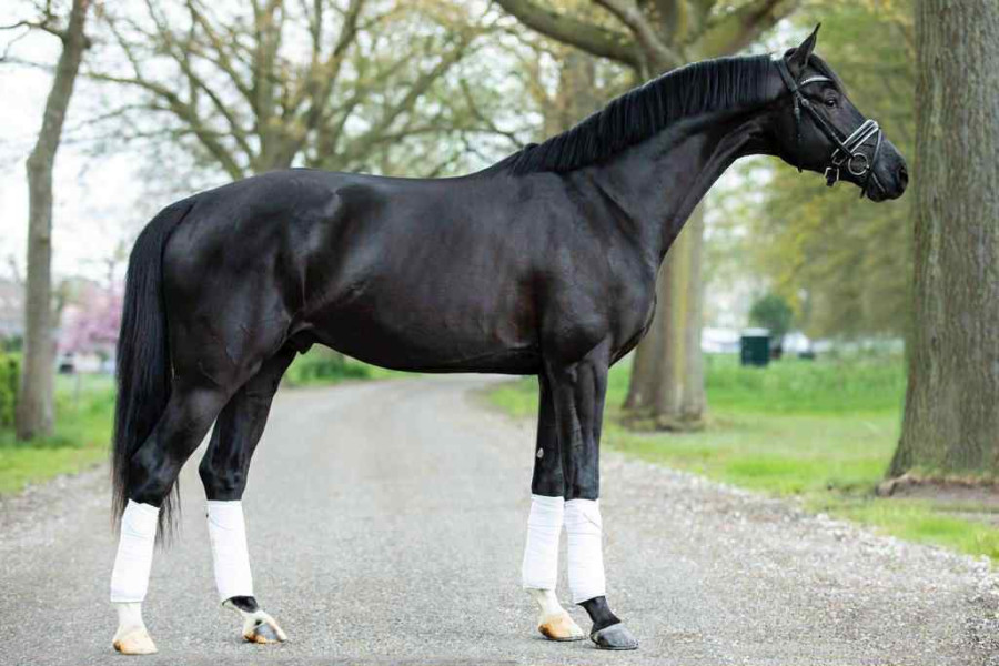 Vente de cheval : Nando B