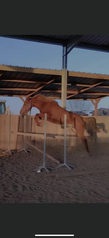 Vente de poney