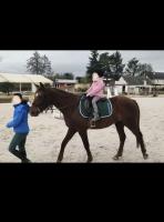Vente de poney