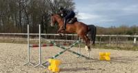 Vente de cheval : ALTESS  J DE DARIZOL Z