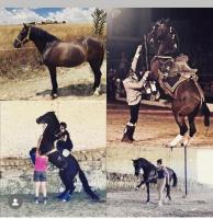 Vente de cheval : Morito