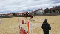 Vente de cheval : BETTY DU REI DOUZY