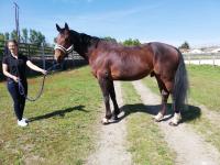 Vente de cheval : EDEN DU REI DOUZY