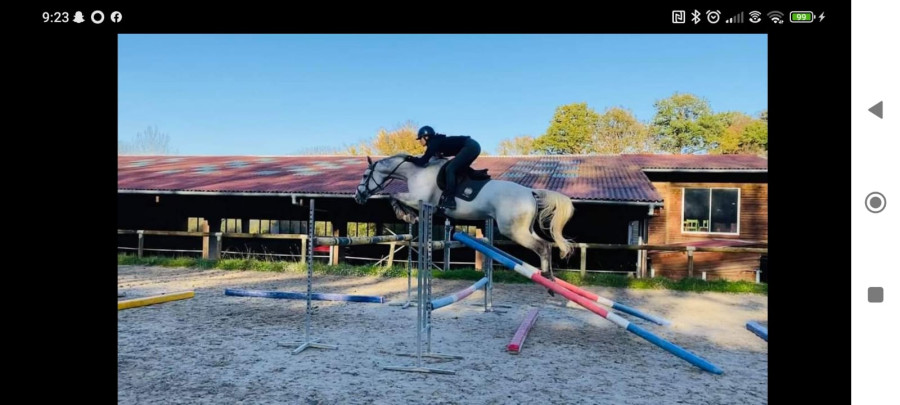 Vente de cheval : COSMOS DU REI D'OUZY