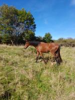 Vente de cheval : Magic du rei d'ouzy