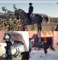 Vente de cheval : Farmaceutico
