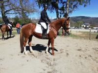 Vente de cheval : Betty du rei d'ouzy