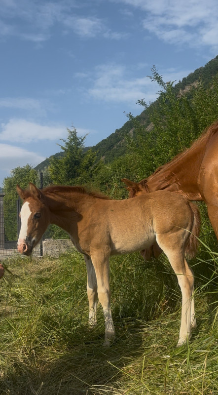 Vente de poney