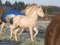 Vente de poney