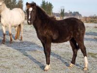 Vente de poney