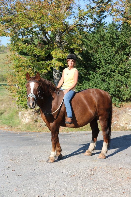 SPLENDIDE DEMI TRAIT COB NORMANDE SPLENDIDE DEMI TRAIT COB NORMANDE
