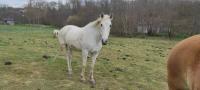 Vente de cheval : Carla 