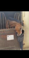 Vente de cheval : lite