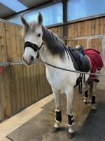 Vente de cheval : DELATOR