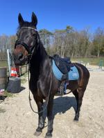 Vente de poney