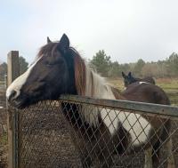 Vente de poney