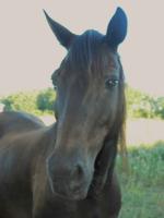 Vente de cheval : Diamant