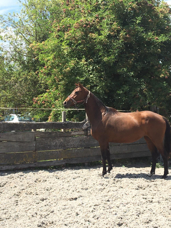 Vente de cheval : Jouvence la fontaine 