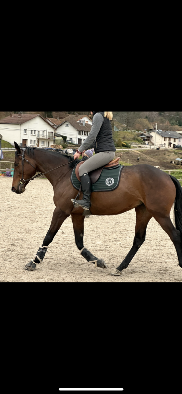 Vente de cheval : Miisele