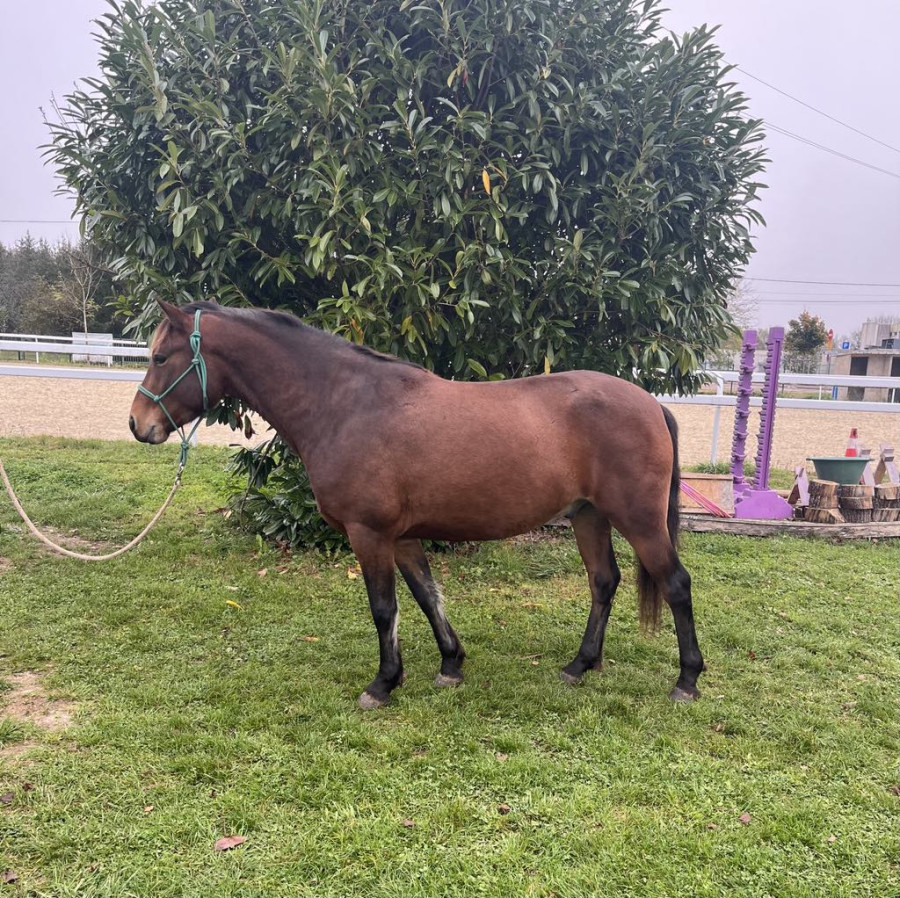 Vente de poney