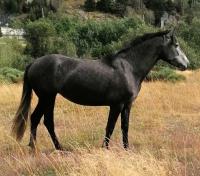 Vente de cheval : NIEBLA PLL