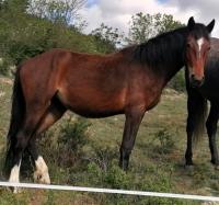 Vente de cheval : MADDY