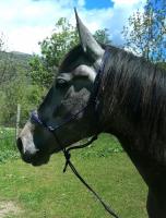 Vente de cheval : CANELA