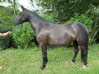 Vente de poney