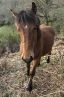 Vente de cheval : Ouranos