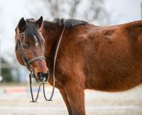 Vente de poney
