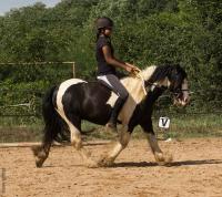 Vente de poney