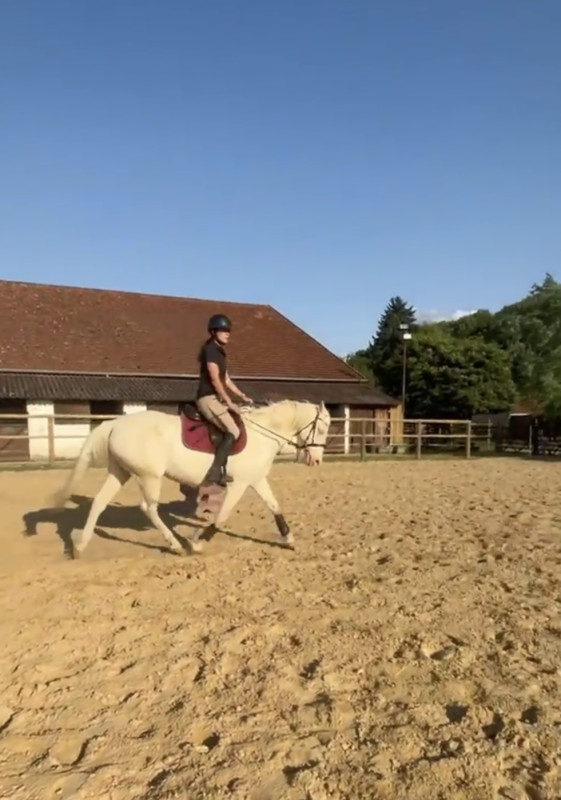 Vente de cheval : Zuri