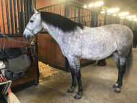 Vente de cheval : SOL