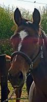 Vente de cheval : Grazilla Shaky 