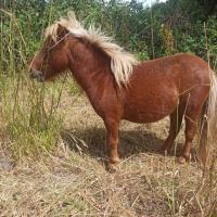 Vente de poney