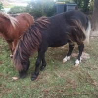 Vente de poney
