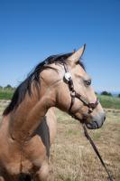 Vente de cheval : Nothing Else Massers 