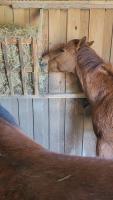 Vente de cheval : Look my Mass Legacy