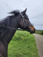 Vente de cheval : Della Great