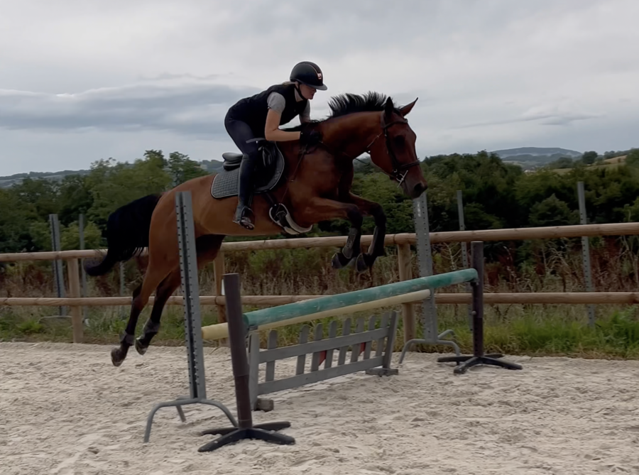 Vente de cheval : Lorion de l'Espel