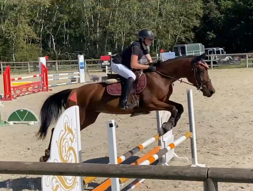 Vente de chevaux