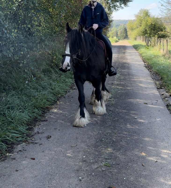 Vente de cheval : SILKY I LOVE YOU VAN DE GENTSE