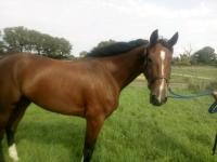 Vente de cheval : LOVA BELLA TROS