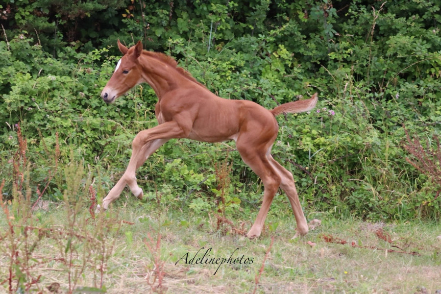 Vente de cheval : Invictus des temps Z