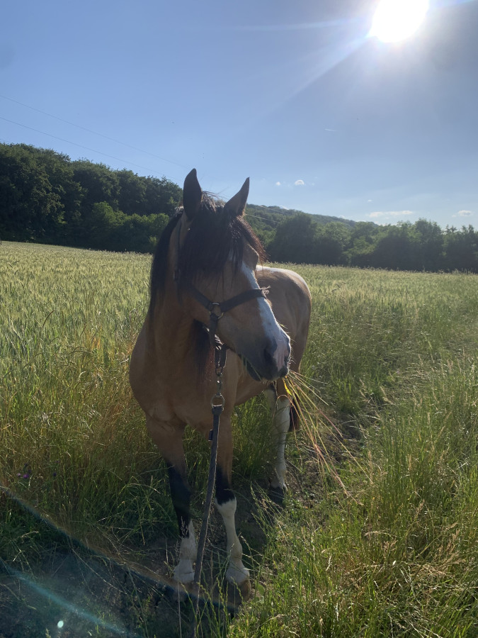 Pr  disposition pour un poney