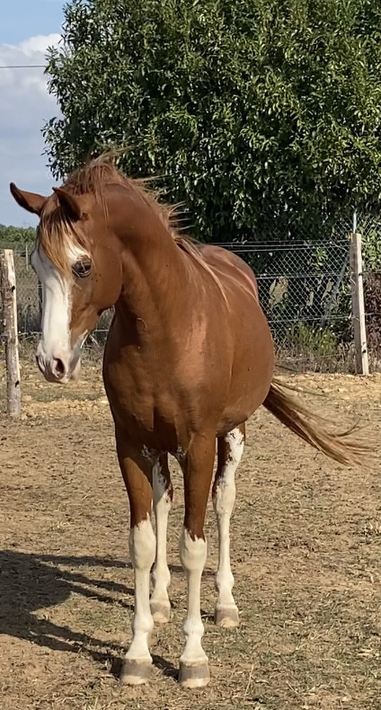 Vente de cheval : King Consort Elchameb